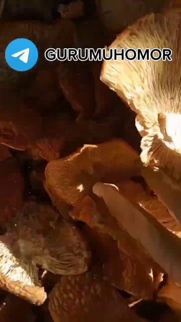 🍄Сколько Мухомора нужно на месячный курс ❓ #грибы #ми смотреть онлайн