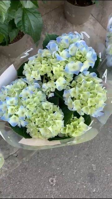 Гортензия-1200₽(Москва)+79361261464 смотреть онлайн