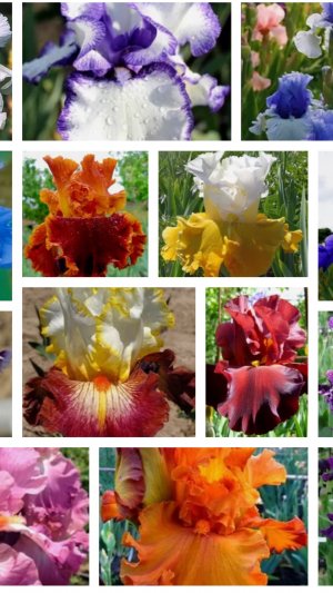 Стоит ли заказывать Ирисы на Валберис?