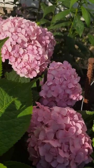 Крупнолистовая гортензия первое цветение смотреть онлайн