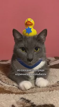 ЕСЛИ БЫ КОТИКИ РАБОТАЛИ В ПОЛИЦИИ