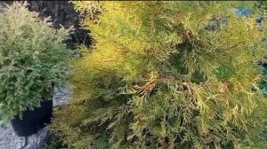 Как отличить туя Западная Рейнголд и туя Фаер Чиф опис