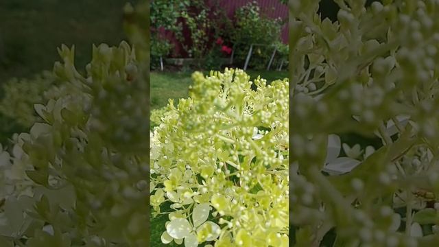 КТО ЗНАЕТ НАЗВАНИЕ ЖУКА? смотреть онлайн