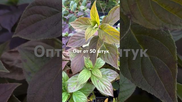 Опт от 50 штук. 10 сортов по 5 штук или 50 штук = 50 сортов. Ва смотреть онлайн