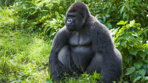 О редких животных мира: Горилла