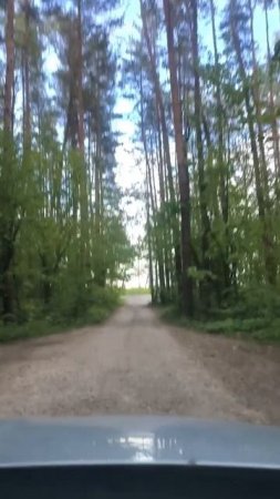 Выезжаем из леса
