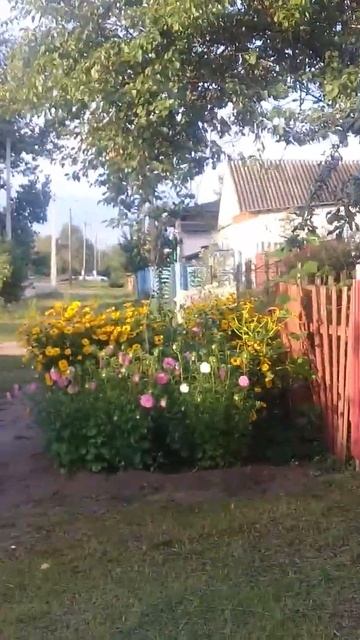 Астры и сливы на урюпинской улице.2 августа 2023г. смотреть онлайн