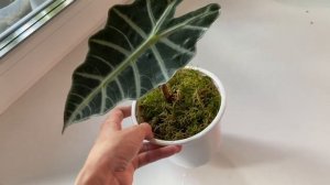 Рейтинг алоказий. От самых неприхотливых до самых кап?