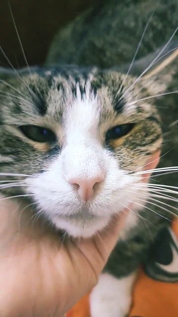 мой тгк: luchikfm #shorts #cat #cutecat #funnycat #cute #кот #кошка #котик #об смотреть онлайн