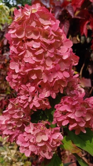 Такого цвета нет ни у одной гортензии 🔥 смотреть онлайн