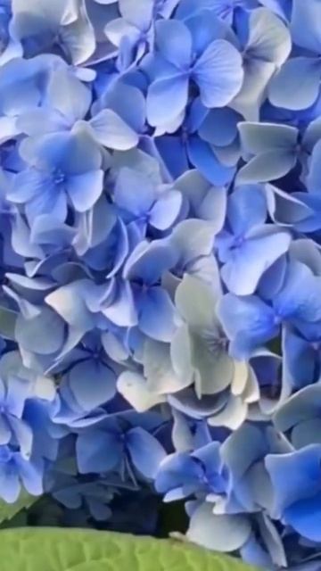 BLUE hydrangeas #гортензія #hortensia #гортензия #hydrangea #flower #macrophylla смотреть онлайн