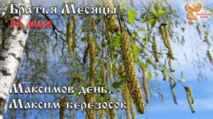 Братья месяцы 11 мая - Максимов день, Максим-берёзосок