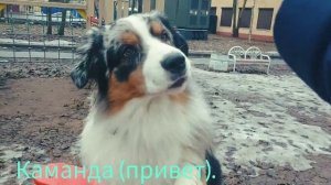 первое аджилити собаки австралийской овчарка аусси на площадке. (аусси Рунни)