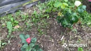 Розы-первогодки. Premium класса, срезочные розы. Монмартр, Самарканда, Лондон ай, Гайд Парк