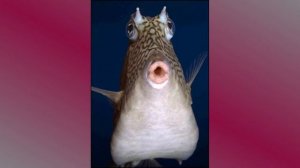 Смешные рыбы #1 Ridiculous fishes