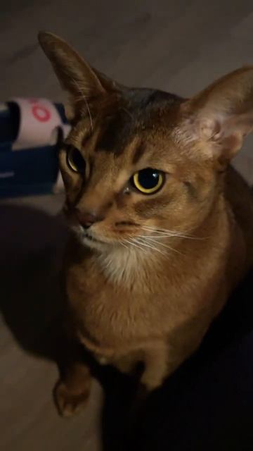 Кот ест манго 🥭 #cat #abyssiniancat #austin #love смотреть онлайн