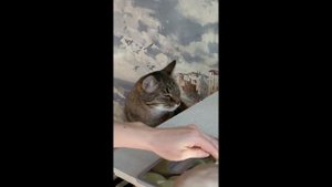 Любовь к луку зла