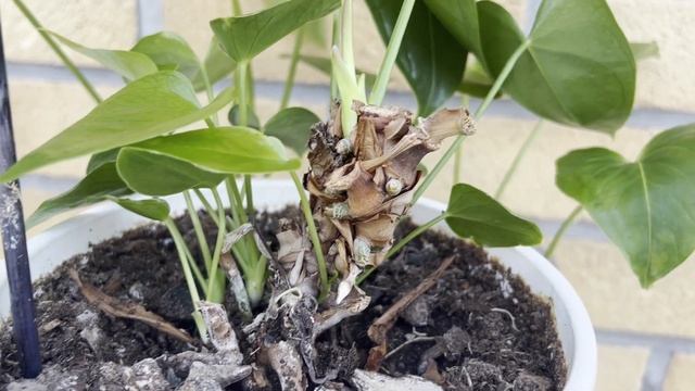 №113. Антуриум и его воздушные корни. Что в них особенно смотреть онлайн