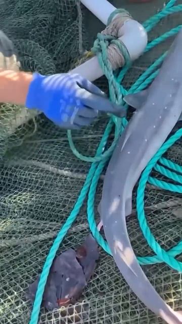 Настоящая акула черного моря. смотреть онлайн