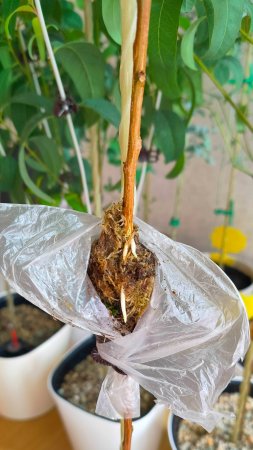 УКОРЕНЕНИЕ ЭВКАЛИПТА ОТВОДОМ #эвкалипт #plants #garden