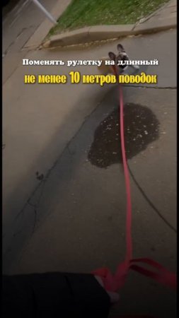 Одно действие, которое кардинально меняет поведение собаки❗️
