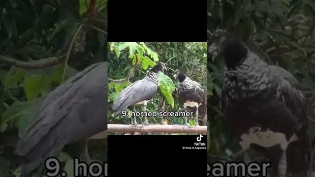 НЕобычная коллекция с пением птиц