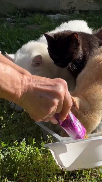 А ещё есть воскресная школа, музей вход в который чере? смотреть онлайн