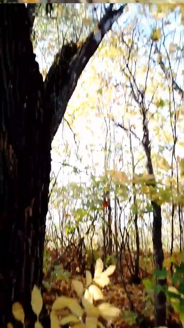 грибов нет а видео есть 😗 #лес #качествоотсуствует смотреть онлайн