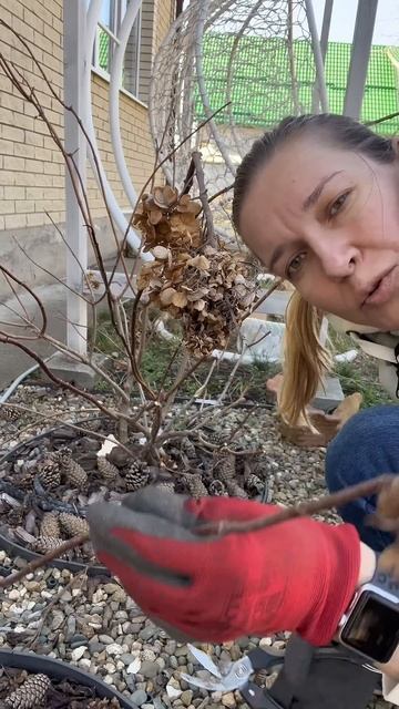 Режем не жалея гортензию метельчатую! #обрезкагортенз смотреть онлайн