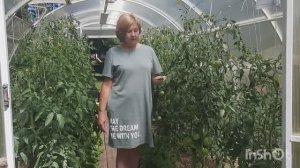 Обзор томатной теплицы 27 июня.