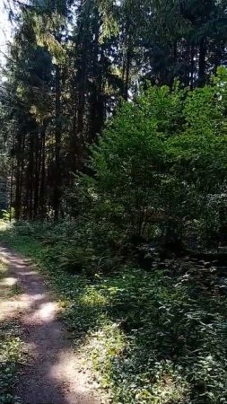 Лес в августе