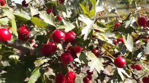 #БОЯРЫШНИК ОБЫКНОВЕННЫЙ  Растет у нас на участке. #элен