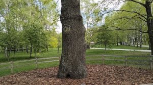 300-ЛЕТНИЙ ДУБ В ПАРКЕ "САД БУДУЩЕГО" МОСКВА