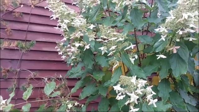 ОСЕННИЙ ОКРАС МЕТЕЛЬЧАТЫХ ГОРТЕНЗИЙ- ЧАСТЬ 1-Я смотреть онлайн