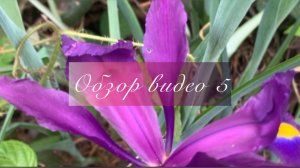 Трахикарпус форчуна веерная пальма посадка. Сидераты и картофель. Красивые луковичные ирисы онлайн