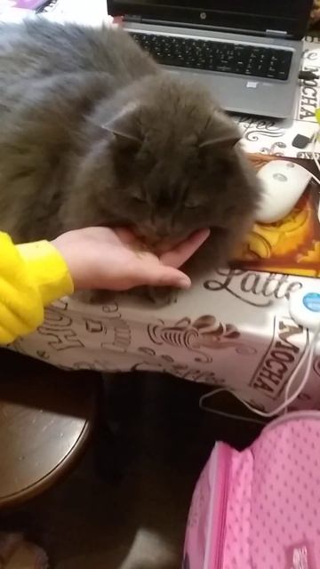 Кот отказывается есть 😞 смотреть онлайн