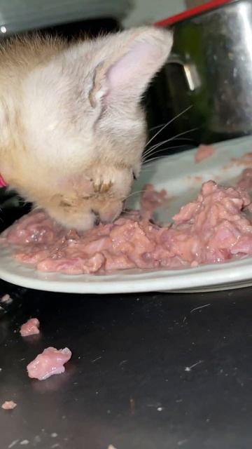 Котёнок сосёт мясо. Как научить есть-то нормально❓ смотреть онлайн
