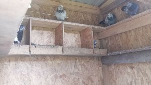 Свердловские голуби, кормление. 9 мая 2025г