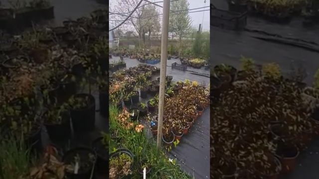 Весна 2024 у decorsad