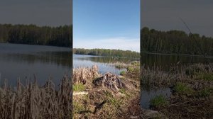 Карповая рыбалка. Букань. Калужская область. Май 2025.
