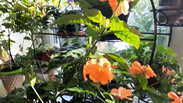 Обзор цветущих комнатных растений. Кампанула,гранат, ? смотреть онлайн