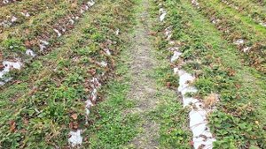 Осенние работы на клубнике / Зачем нужно косить клубни