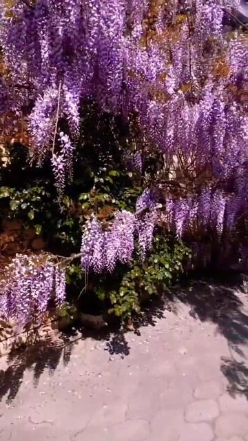 АНАПА. 16 апреля 2024 г. +20 гр. Цветет глициния. смотреть онлайн