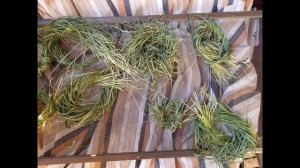 Волшебный напиток предков. Зубровка в огороде и дома. S