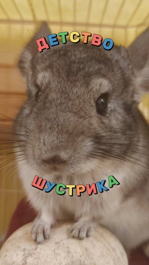 Детство шиншиллы Шустрика / Путь шиншиллы. Финик