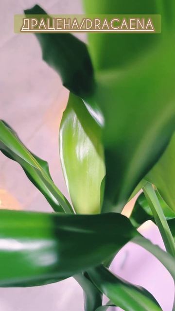 ДРАЦЕНА/DRACAENA🌴#plants #рослини #кімнатнірослини #homeplants #к?