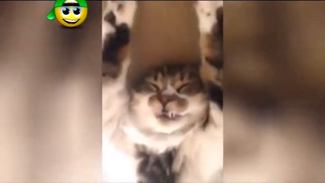 Шальные приколы.Приколы до слёз.Ютуб приколы.Лучшие тут!