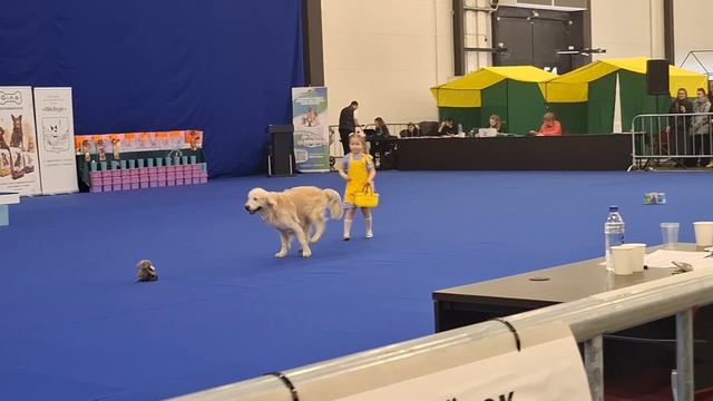 Выставка экспофорум(танцы с собаками,кошки,собаки)