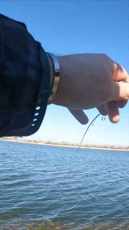 ВОБЛЕР НА КОТОРЫЙ КЛЮЕТ ВЕСНОЙ #jackall #fishing #рыбалка #shorts #spin #new