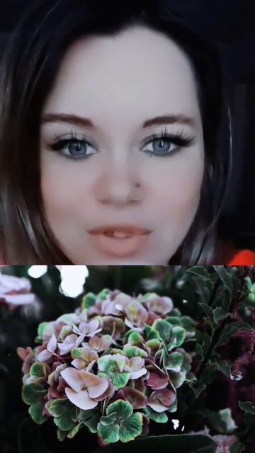 Хочешь?!поменять цвет гортензии #поменятьцвет #гортен? смотреть онлайн